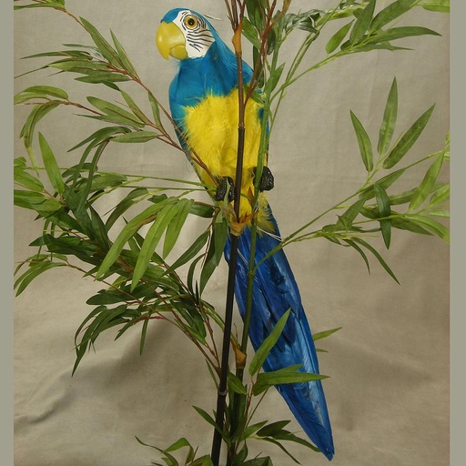 [B201-BLU] 20" BLUE PARROT