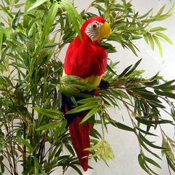 [B201-RED] 20" RED PARROT