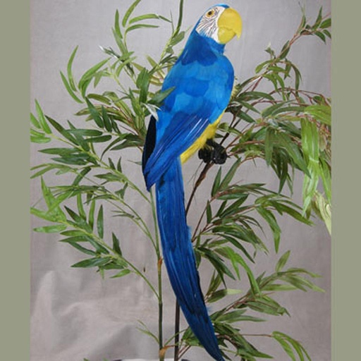 [B285-BLU] 28" PARROT BLUE