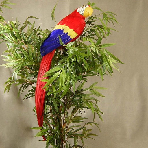 [B285-RED] 28" PARROT RED