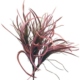 [BF321917-MAV] FEATHER SPRAY X 4  LT.MAUVE (12 BANDED)
