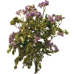 [S410672-LAV] BERRY BUBBLE/MINI LVS BUSH X9  LAVENDER