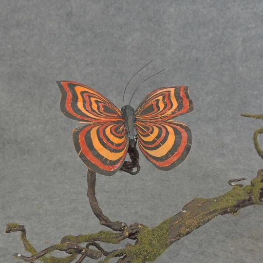 [BN5129-BOR] BUTTERFLY W/CLIP  4" BLACK/ORANGE