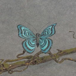 [BN5129-BTU] BUTTERFLY W/CLIP  4&quot; BLACK/TURQUOISE