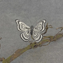 [BN5129-BWH] BUTTERFLY W/CLIP  4&quot; BLACK/WHITE