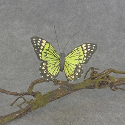 [BN5137-GRN] BUTTERFLY W/CLIP  4&quot;  GREEN