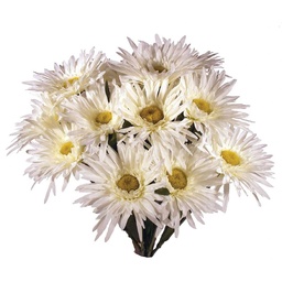 [S2494-CRM] GERBERA BUSH X14  19&quot; CRM/WHT