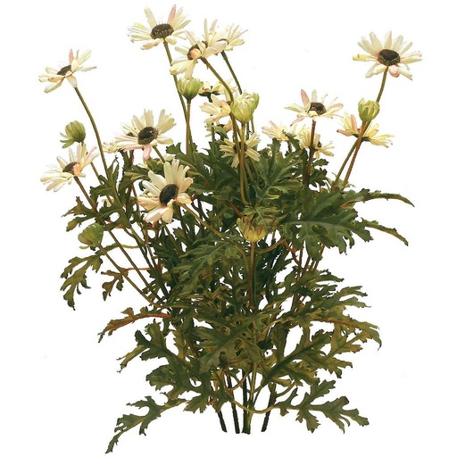 [S505-CPK] DAISY MINI BUSH X5 CREAM PINK