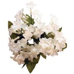 [S025793-ALA] STEPHANOTIS BUSH X 7 ALABASTER