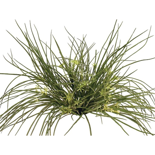 [S116918] GRASS BUSH X9 GYPSO FLOCKED