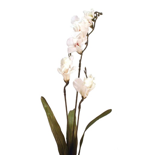 [S2565-WHT] FREESIA SPRAY X 21  WHITE