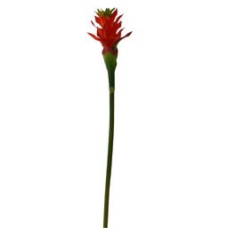 [S37478] BROMELIA 27&quot; PLANT