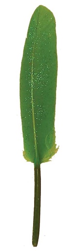 [BF42-GRN] 4" GREEN GLITTER FEATHERS