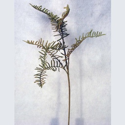 [S1253-GRN] FERN BOSTON SPRAY 28&quot; GREEN