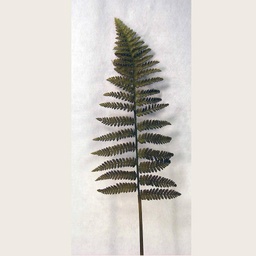 [S1291-DKG] FERN LEATHER SPRAY 34&quot; DK GREEN