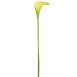 [S119139-GRN] CALLA LILY SPRAY GREEN 24" SGL 6PC BG