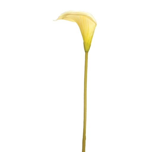 [S119139-YEL] CALLA LILY SGL 24" YELLOW 6PC BG