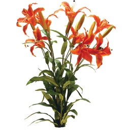[S38366-FLA] LILY GARDEN PLANT X8 W/8 BUDS  FLAME ORANGE