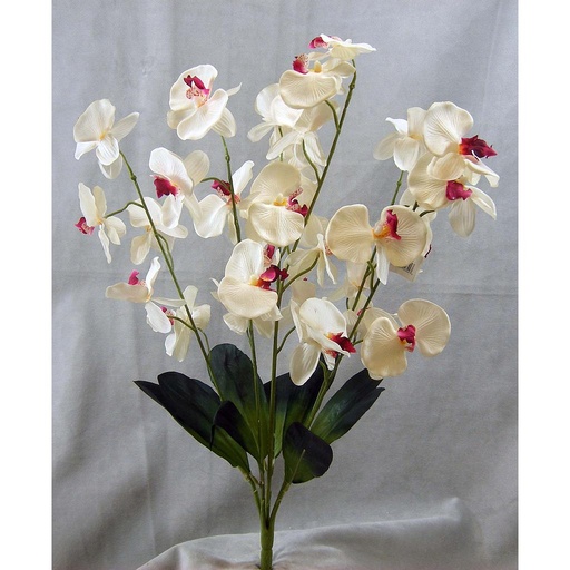 [S100097-PCM] PHALAENOPSIS BUSH X6 SATIN 24" PNK/CRM