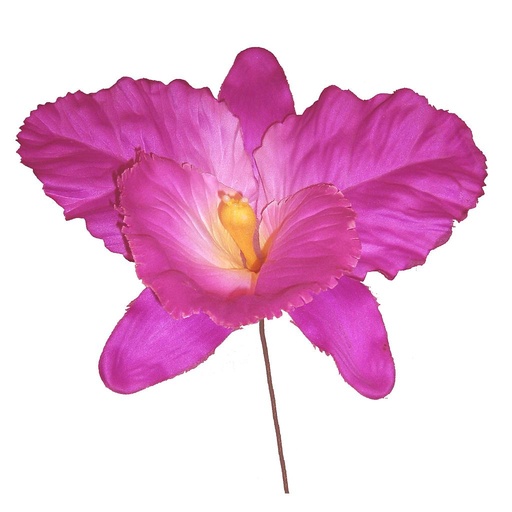 [S691422-PUR] ORCHID PICK          PURPLE