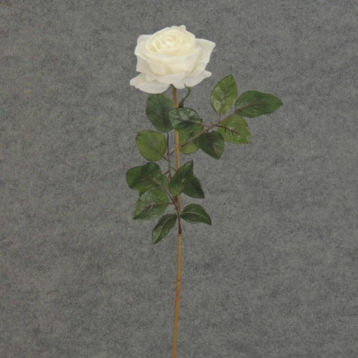 [S5788-CRW] ROSE STEM  LARGE OPEN 26"  CREAM/WHITE