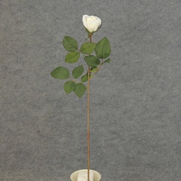 [S5952-CRW] ROSE STEM LARGE BUD 26"  CREAM/WHITE