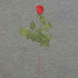 [S5952-RED] ROSE STEM LARGE BUD 26"   RED