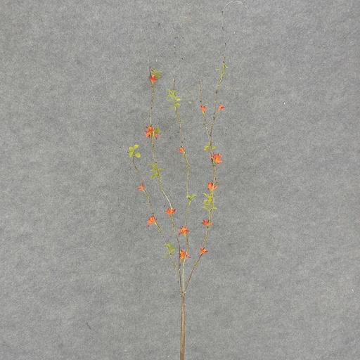 [SA353-ORG] BLOSSOM SPRAY X5 34" ORANGE