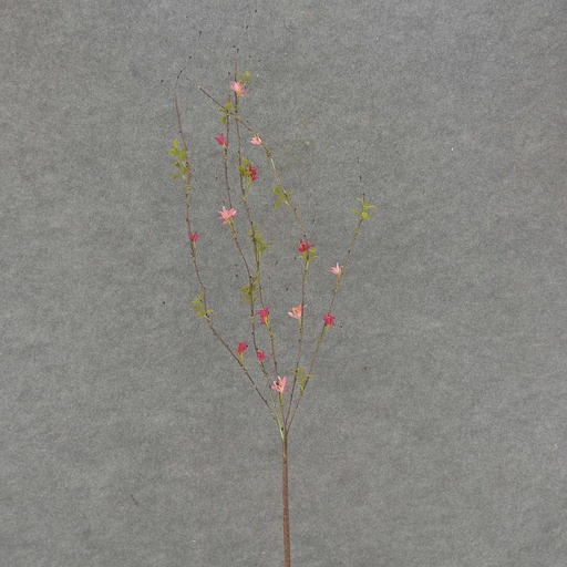 [SA353-PNK] BLOSSOM SPRAY X5 34"   PINK