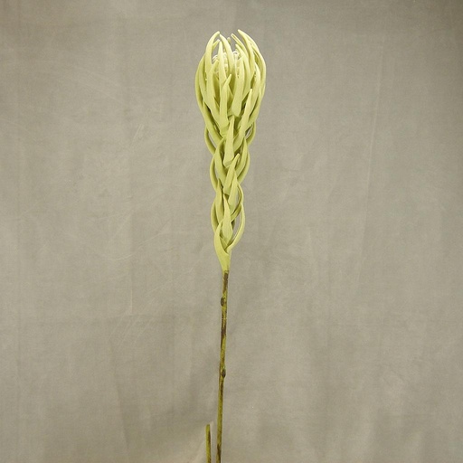 [SA4035] TROPICAL FLOWER 40"