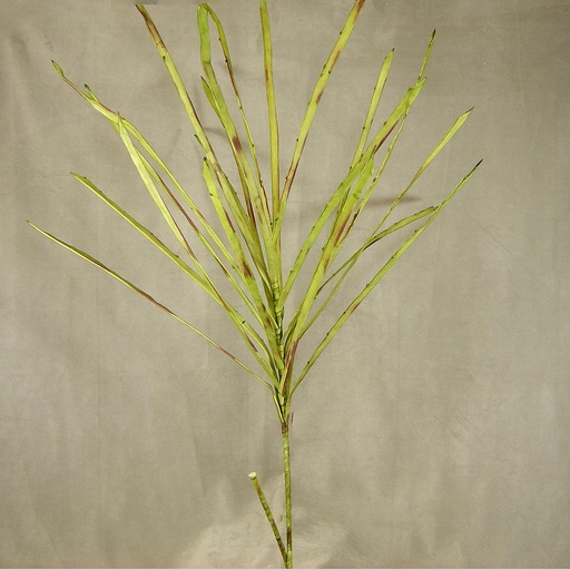 [SA4049] TROPICAL PLANT 52"