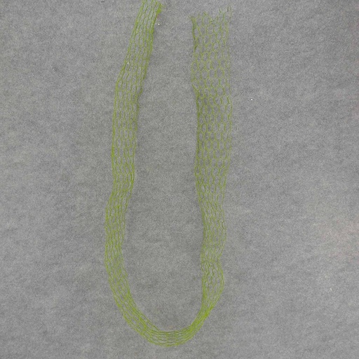 [SA7057] RIBBON WIRE W/ MOSS  6' 3.75" WIDE