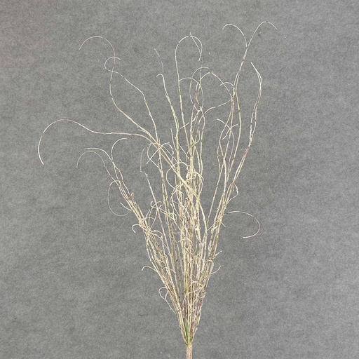 [SAF6005] TWIG SPRAY CURLY 30" WHITE/GREEN