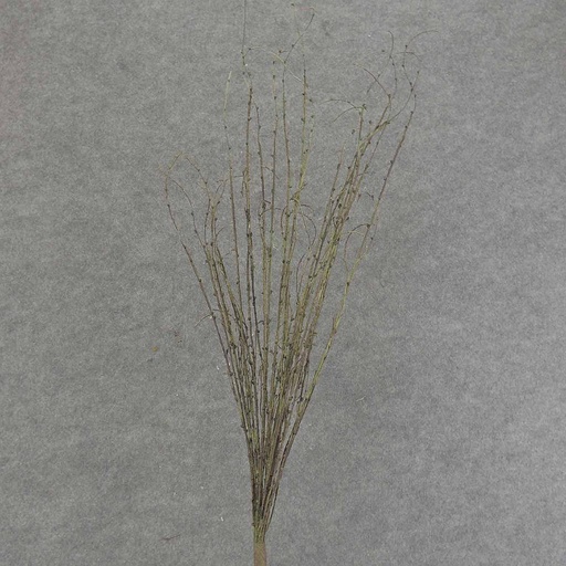 [SAF6006] TWIG SPRAY 31" W/BUDS DARK GREEN