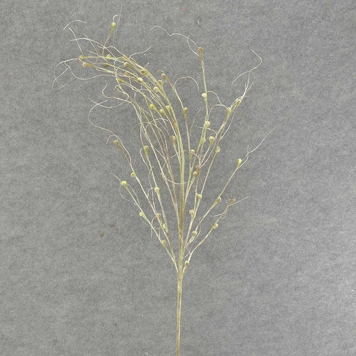 [SAF6008-GBN] TWIG SPRAY W/BUDS 34"
