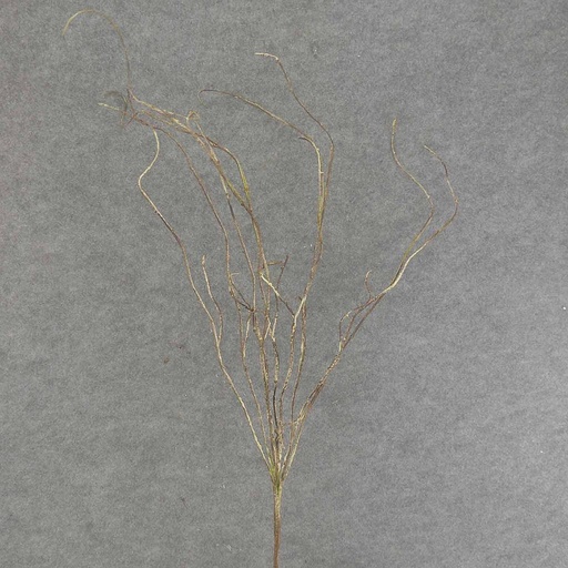 [SAF6017] TWIG SPRAY X9 38" BROWN/GREEN
