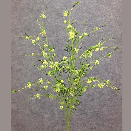 [SB31-CRM] ASTILBE CEDAR BUSH X7 CREAM 22"