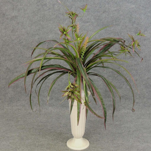 [SB367-GPU] SPIDER PLANT BUSH X5 W/45 LVS