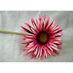 [SB381-BCM] GERBERA SPIDER DAISY STEM 25&quot;  BEAUTY/CREAM