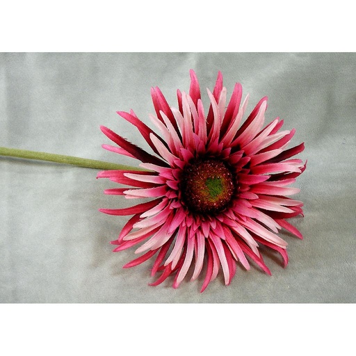 [SB381-BCM] GERBERA SPIDER DAISY STEM 25"  BEAUTY/CREAM