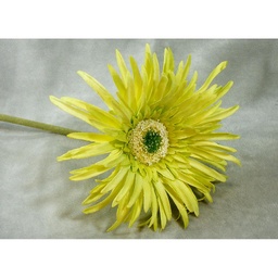 [SB381-LGN] GERBERA SPIDER DAISY STEM 25&quot;  LIGHT GREEN
