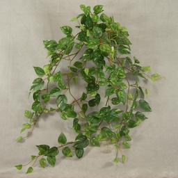 [SB4092] POTHOS MINI HANGING BUSH W/241 LVS