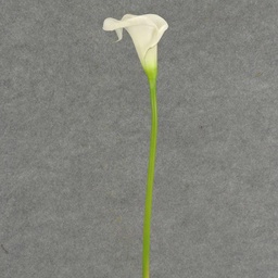 [SB4166L-WHT] CALLA LILY LARGE    STEM 22&quot;