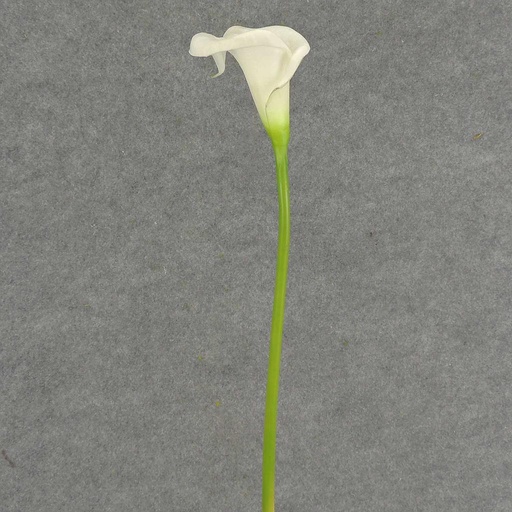 [SB4166L-WHT] CALLA LILY LARGE    STEM 22"