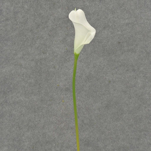 [SB4166S-WHT] CALLA LILY SMALL  14" STEM  WHITE
