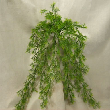 [SB49] SPRINGERI BUSH VINE 31"