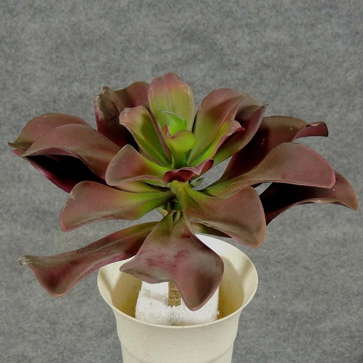 [SB5026-BGN] SUCCULENT PIC/PLANT  BURGUNDY/GREEN