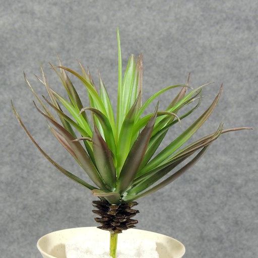 [SB5029-BGN] ALOE SUCCULENT PIC/PLANT  BURGUNDY/GREEN