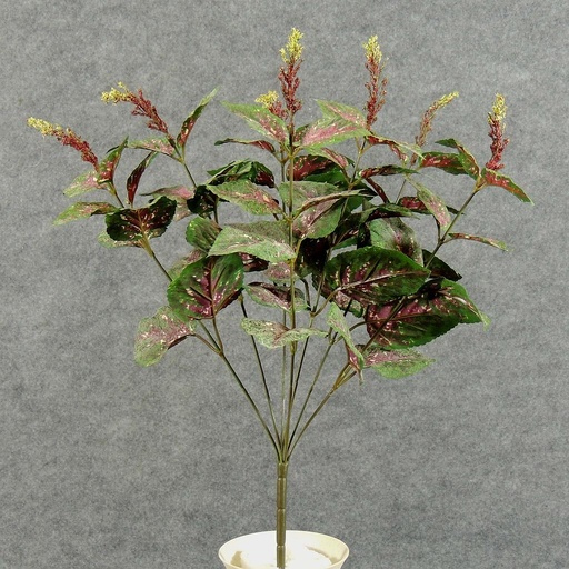 [SB5055] COLEUS BUSH X7 W/56 LVS  18"