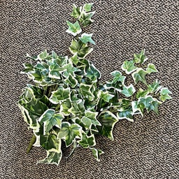 [SB5066-GRN] IVY ENGLISH BUSH X12   GREEN
